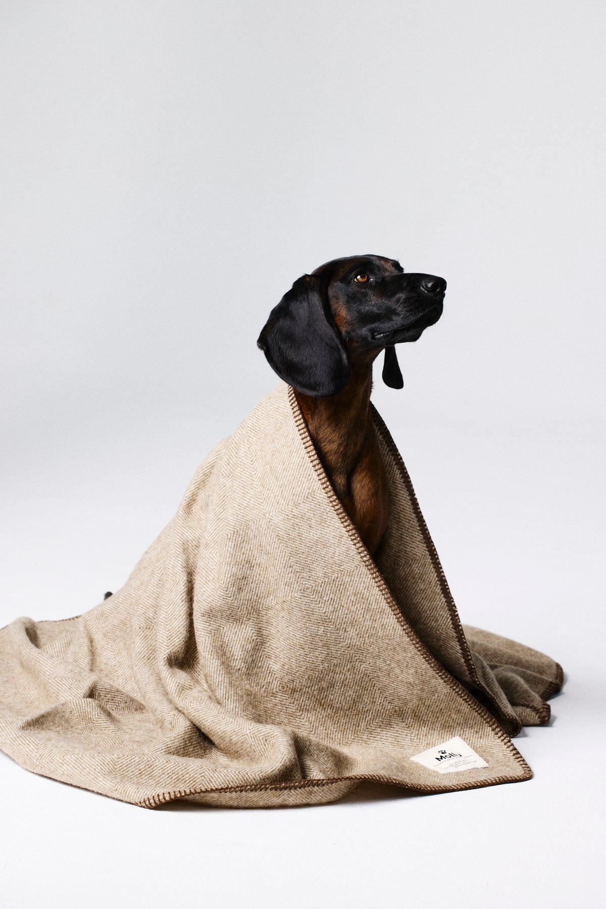 100% pure merino Wool Blanket for Your Pet - brown with dark chocolate trim 
