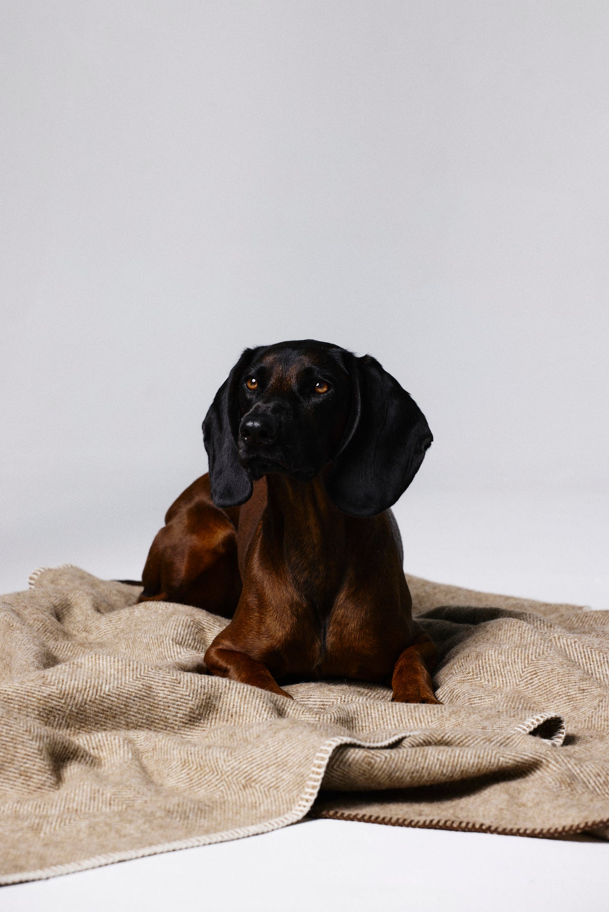 Coperta in pura lana merino per il tuo animale – marrone con profilo cremoso