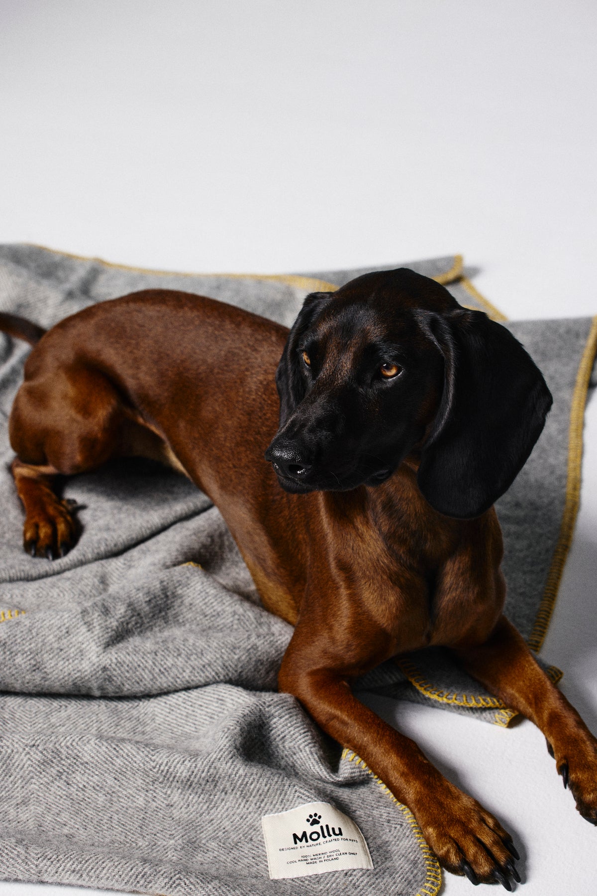 Coperta in pura lana merino per il tuo animale - grigio con profilo giallo