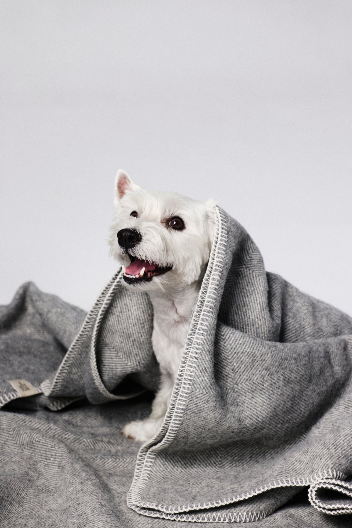 100% pure merino Wool Blanket for Your Pet - grey with cream trim
